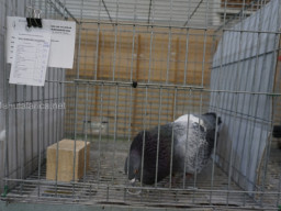 XIV Concurso Exposición de Palomas de Raza en Mula 2024